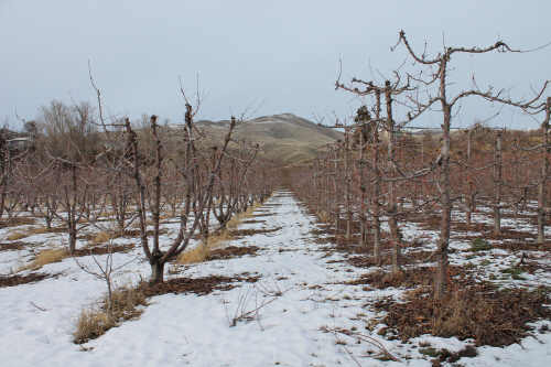 dormant-cherries.jpg