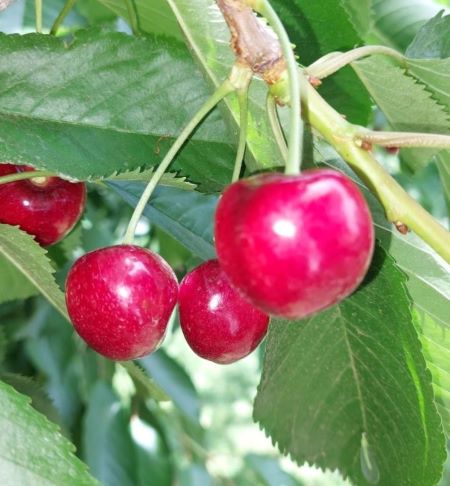 2023-Bing-Cherry-(2).jpg