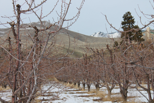 dormant-cherries-3.jpg