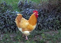 chick
